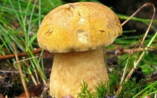 Желчный гриб (ложный белый гриб)