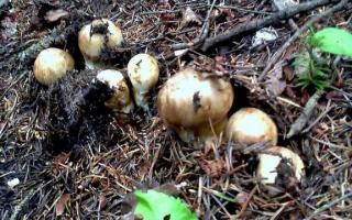 Советы бывалого грибника – какие грибы, где и когда можно собирать на Сахалине