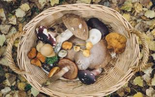 Какие витамины в грибах: опятах, вешенках, лисичках, шампиньонах, валуях, маслятах Грибы витамины полезность