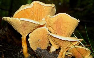 Жареные лисички: рецепты Лисички грибы съедобные или нет
