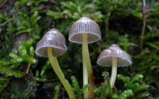 Как различать ядовитые грибы от съедобных